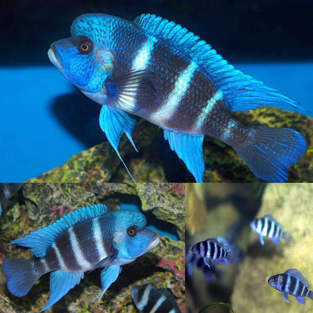 Frontosa Mpimbwe Blue Frontosa Cichlid (Cyphotilapia frontosa)