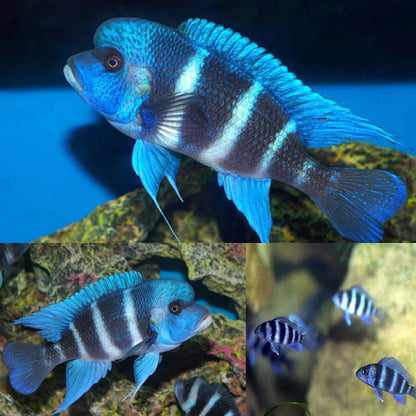 Frontosa Mpimbwe Blue Frontosa Cichlid (Cyphotilapia frontosa)