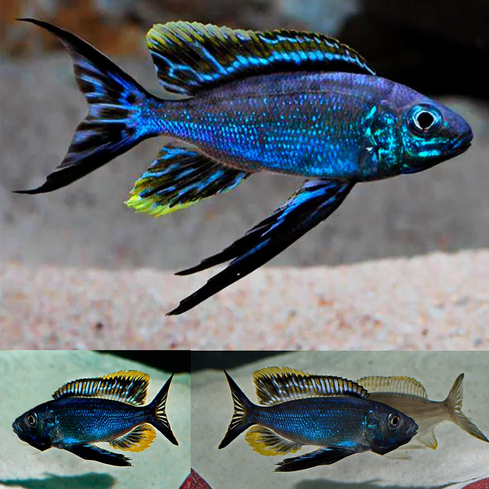 Furcifer Cichlid (Cyathopharynx furcifer)