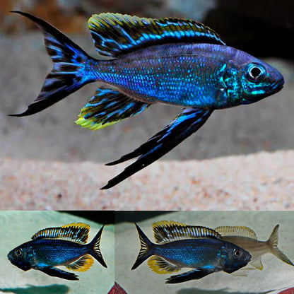 Furcifer Cichlid (Cyathopharynx furcifer)