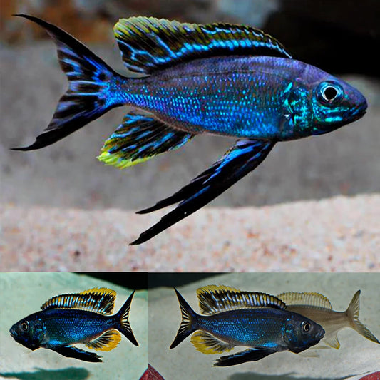 Furcifer Cichlid (Cyathopharynx furcifer)