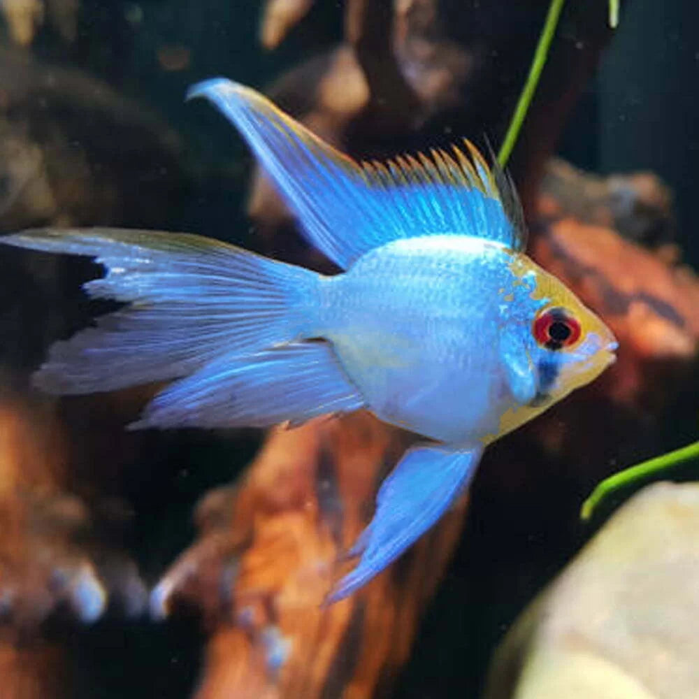 Blue Solid Ramirezi Balloon Longfin