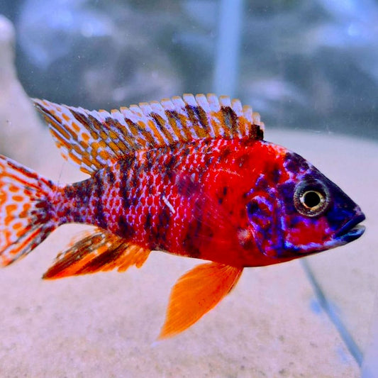 OB JACOB PEACOCK (AULONOCARA JACOBFREIBERGI OB)