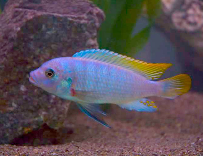 Ice Blue Zebra Cichlid (Maylandia greshakei) 2"