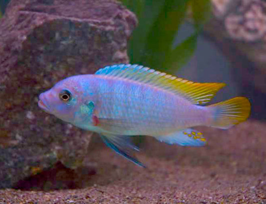 Ice Blue Zebra Cichlid (Maylandia greshakei)