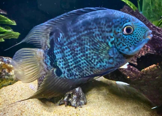 Turquoise Blue Severum (Heros efasciatus)