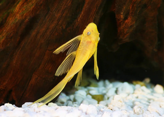 L144 Blue Eye Lemon Bristlenose Pleco (Ancistrus sp)