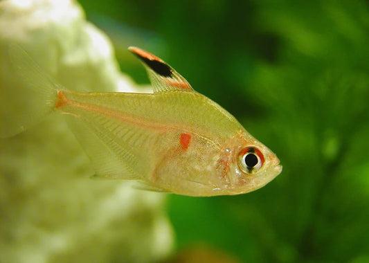 Flameback Bleeding Heart Tetra (Hyphessobrycon pyrrhonotus)