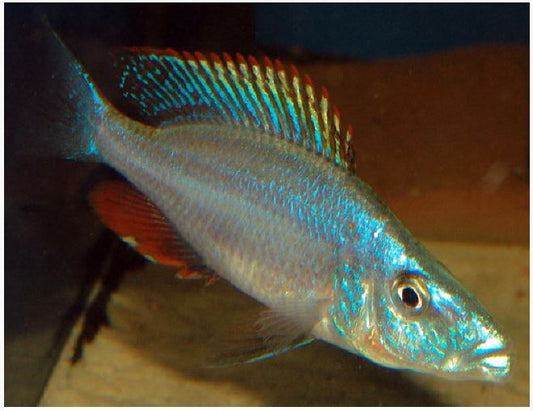 Rock-Dwelling Mbuna Cichli - Compressiceps East African Cichlid (Malawi Eyebiter)