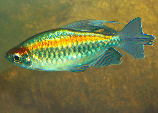 Congo Tetra (Phenacogrammus interruptus)