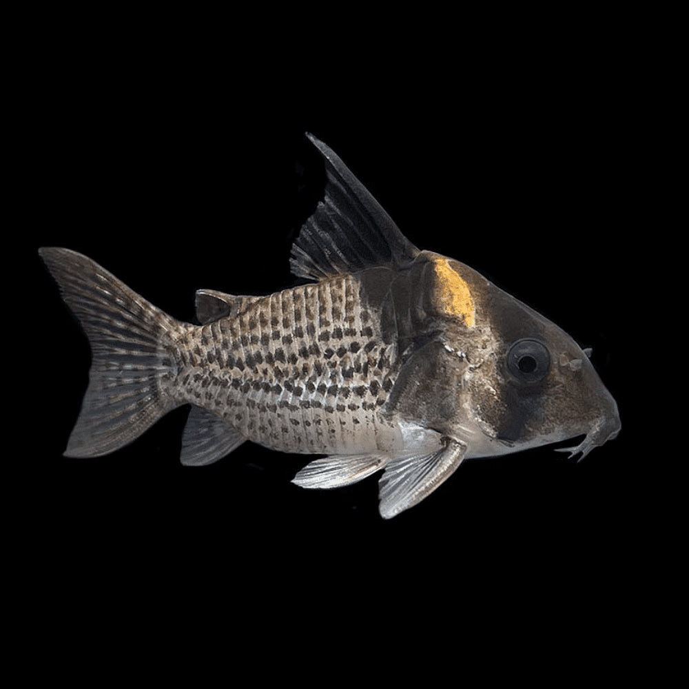Melanistius Cory (Hoplisoma melanistium)