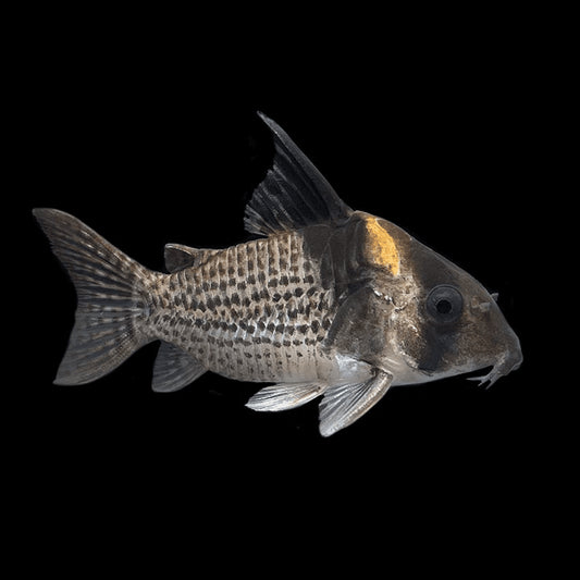 Melanistius Cory (Hoplisoma melanistium)