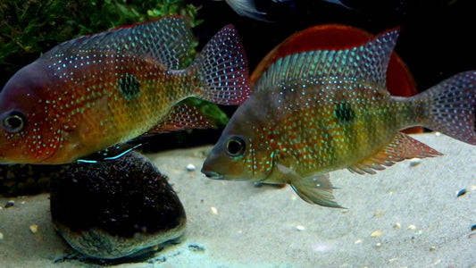 Astatheros rostratus (Honduran Red Point Cichlid)