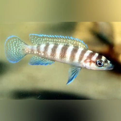 Lamprologus cylindricus