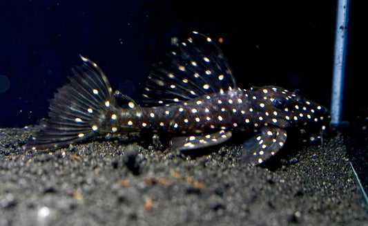 Galaxy Pleco (Vampire Pleco)