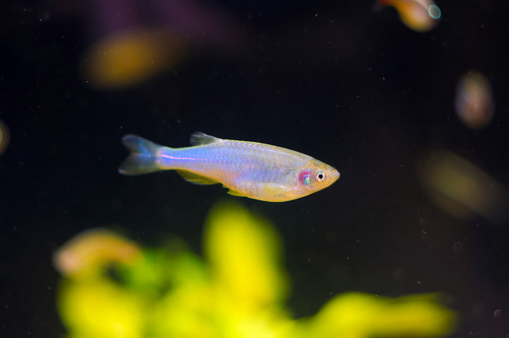 DANIO – PEARL Danio albolineatus