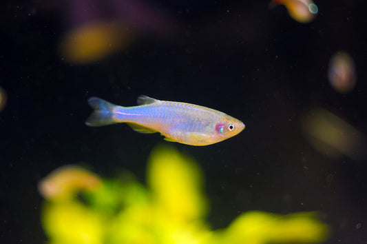 DANIO – PEARL Danio albolineatus