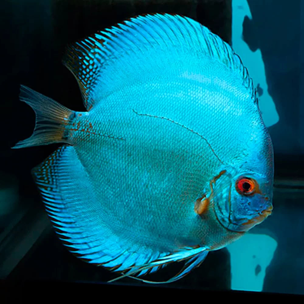 Cobalt Blue Discus
