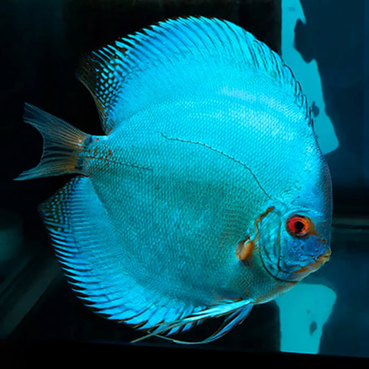 Cobalt Blue Discus 2.5"-3"