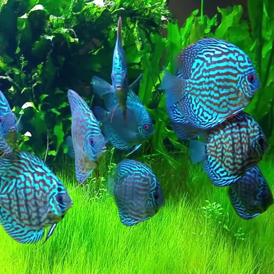 Turquoise Discus 2.5"-3"