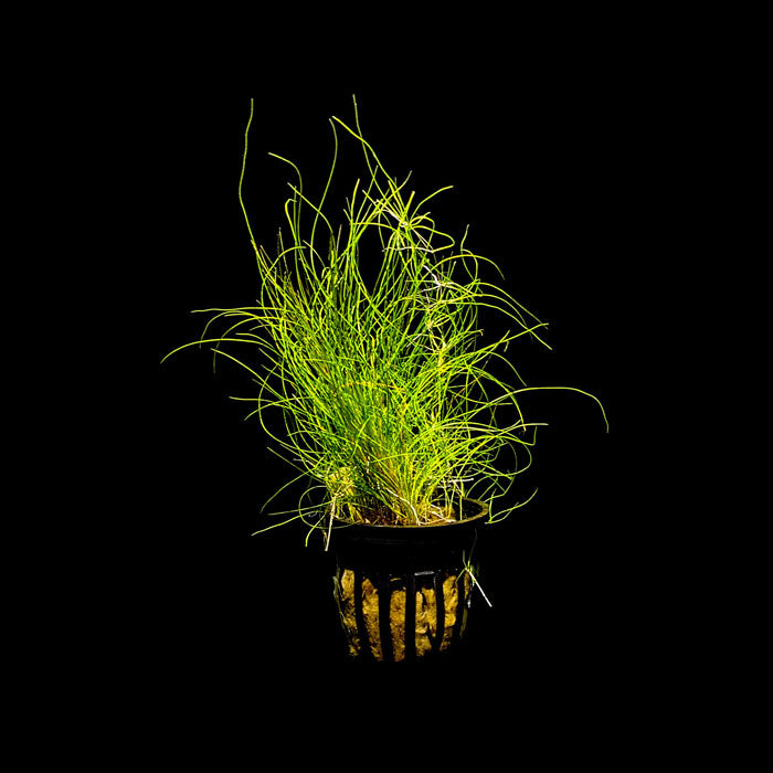 Dwarf Hairgrass | Eleocharis Acicularis