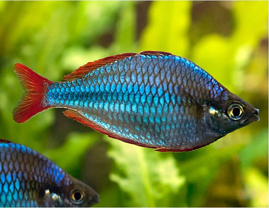 Dwarf Neon / Praecox Rainbow (Melanotaenia praecox)
