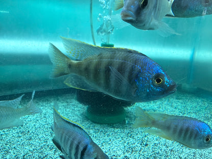 Placidochromis sp.
Jalo Reef Hap