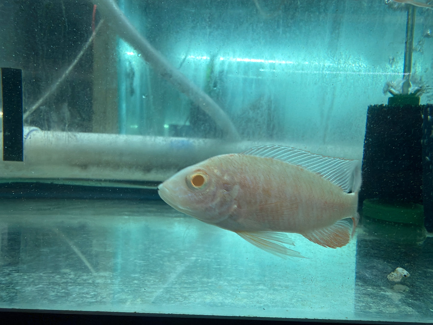 Albino dragon blood Peacock Cichlid