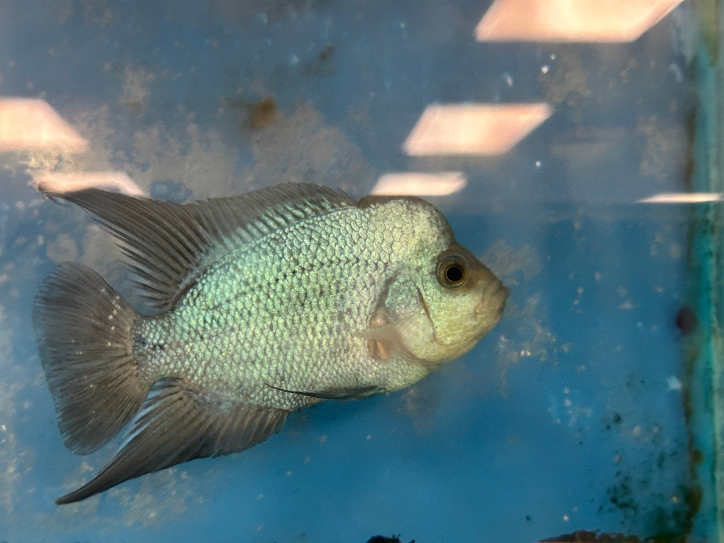 Blue Thai Silk Flowerhorn Cichlid (Cichlasoma sp)