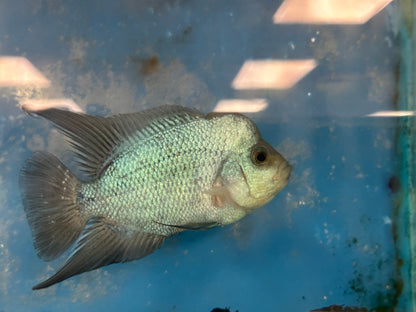 Blue Thai Silk Flowerhorn Cichlid (Cichlasoma sp)