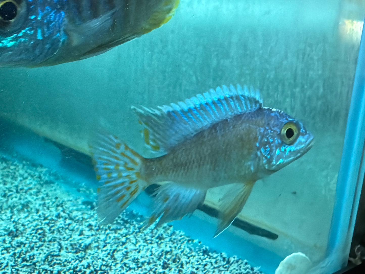 Turkis Peacock (Aulonocara sp. "Turkis")