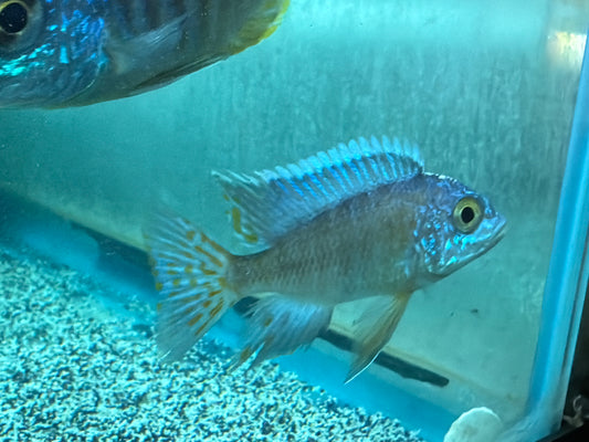 Turkis Peacock (Aulonocara sp. "Turkis")