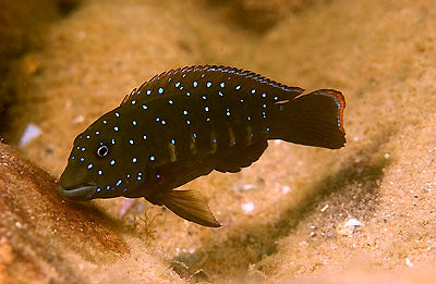 Eretmodus cyanostictus  Striped Goby Cichlid
