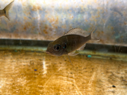 Ophthalmotilapia Ventralis Chaitika Black Head