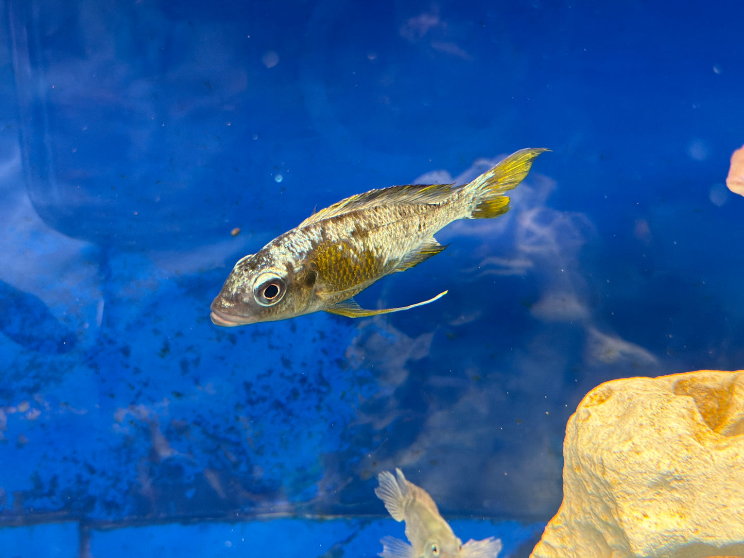 Ophthalmotilapia ventralis Kapampa