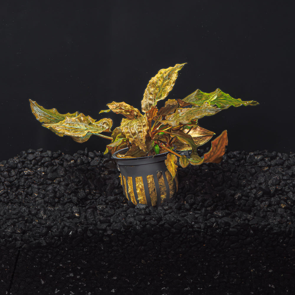Cryptocoryne Wendtii (Red, Green, or Brown)