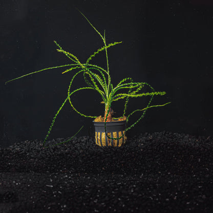 Crinum Calamistratum