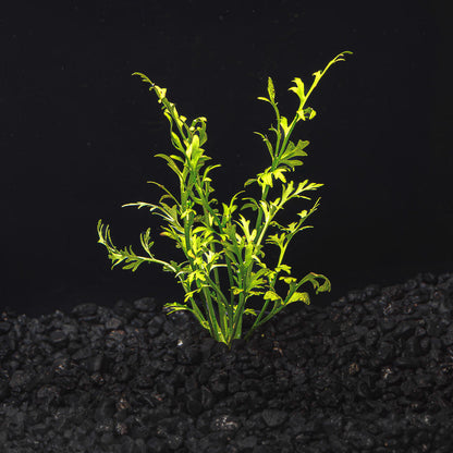 Water Sprite Lace | Indian Fern