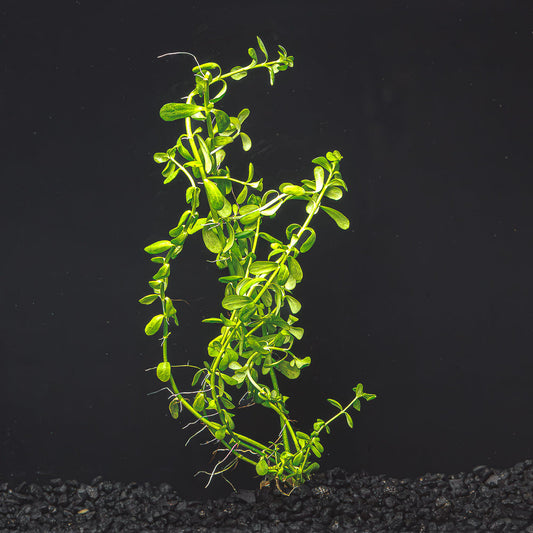 Moneywort | Bacopa Monnieri