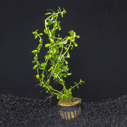 Moneywort | Bacopa Monnieri