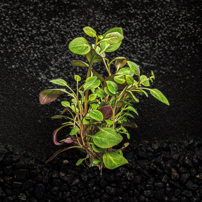 Cardinal Plant | Lobelia cardinalis