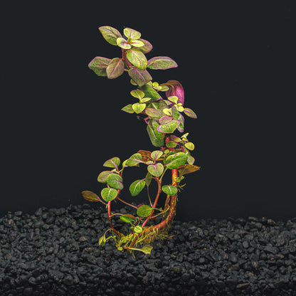 Cardinal Plant | Lobelia cardinalis