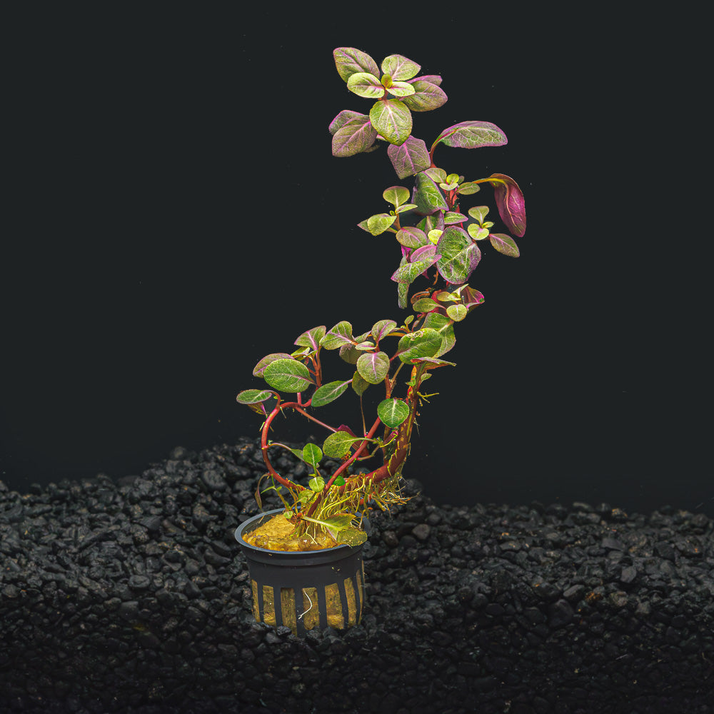 Cardinal Plant | Lobelia cardinalis