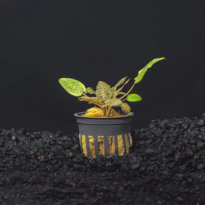 Cryptocoryne Wendtii (Red, Green, or Brown)