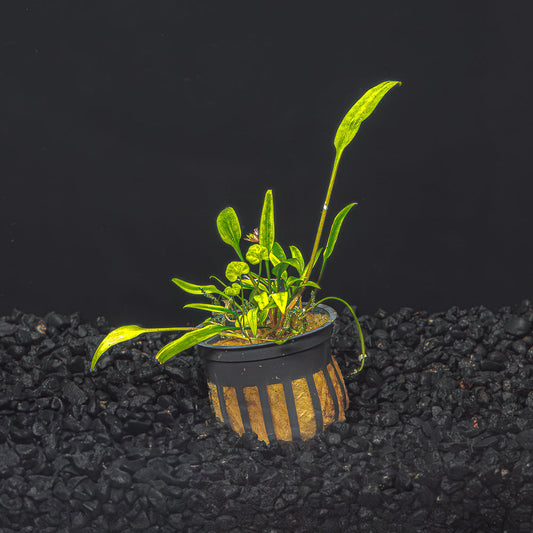 Cryptocoryne Lucen