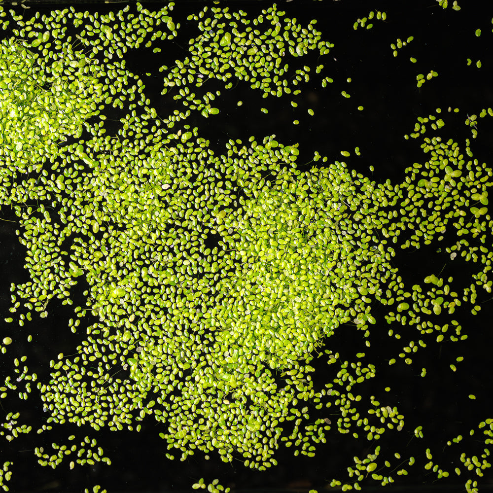 Duckweed
