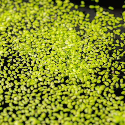 Duckweed