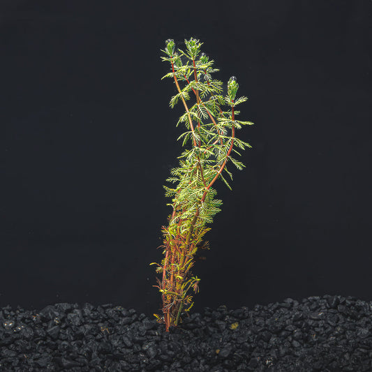 Dwarf Red Parrot's Feather