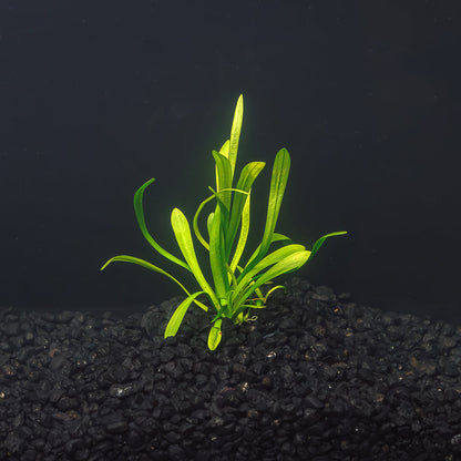 Dwarf Sagittaria | Easy Carpeting Aquarium Plant