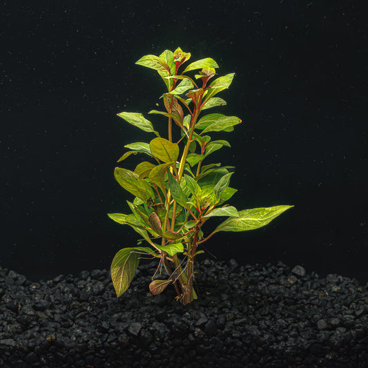 Ludwigia Dark Red